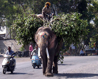 Elephant working.“There were 13,000–16,500 working elephants employed in Asia as of 2000,” according to J. A. McNeely who wrote "Elephants in Folklore, Religion and Art," in the book  Elephants: Majestic Creatures of the Wild.: Photograph courtesy of Wikipedia.